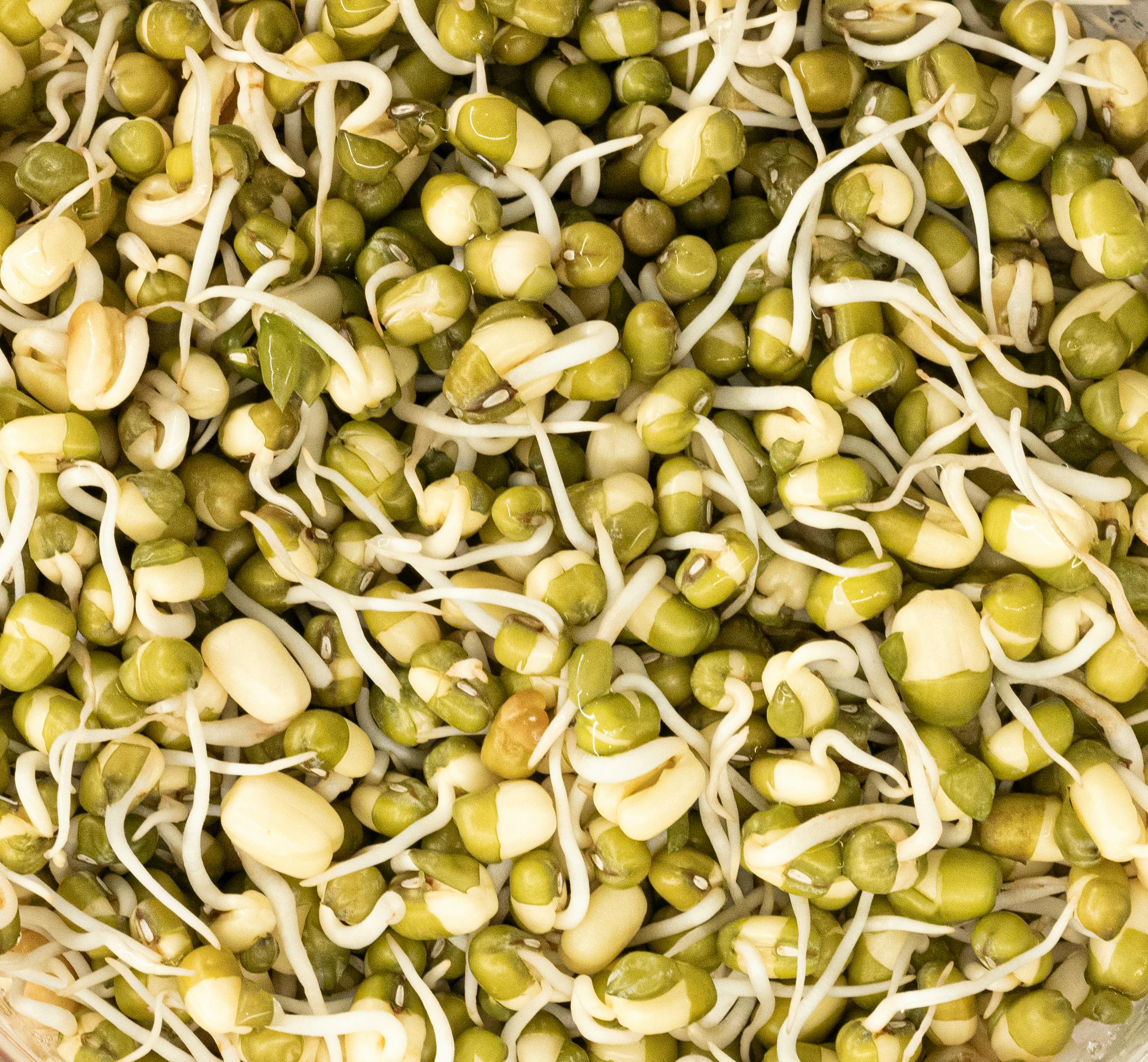 Chelated Nutrients vs Conventional Micronutrients: Which Performs Better?